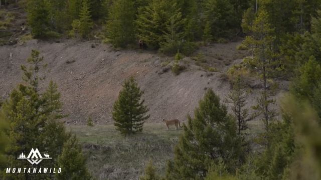 BEAR vs MTN LION - Crazy Mountain Lion Encounter