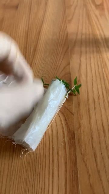 рассада. способ улиточка.