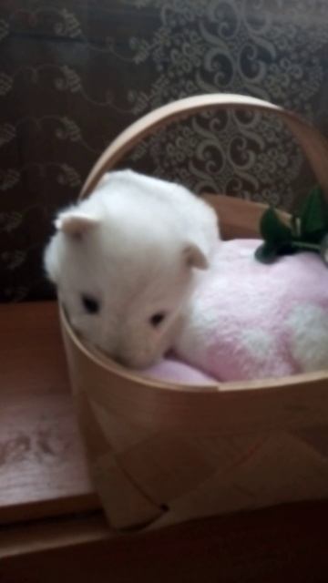 Продаются щенки самоеда