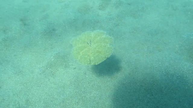 Tersyüz Denizanası Cassiopea andromeda Sıçanadası
