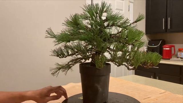 First Pruning Black Pine Bonsai Over 20 #3