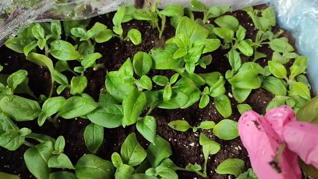 Как можно укоренить черенки Петунии.