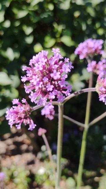 Patagonisches Eisenkraut (Verbene bonariensis)