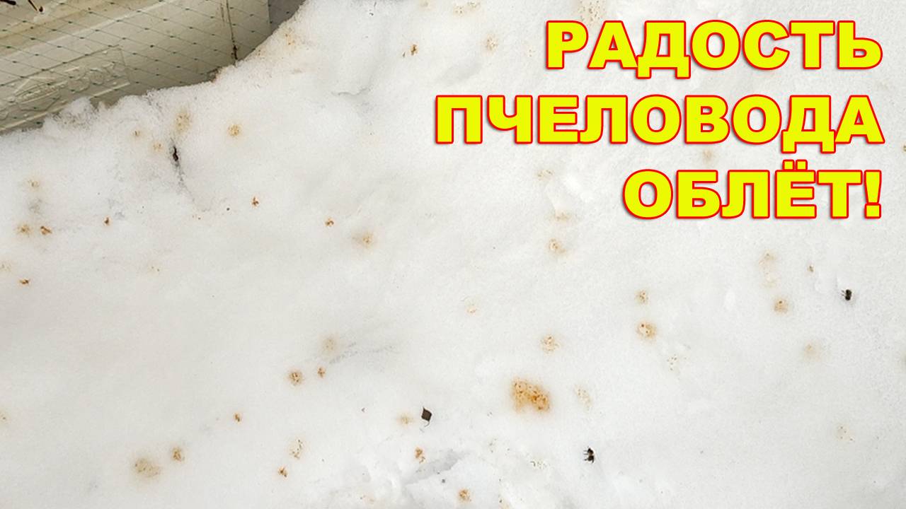 Радость пчеловода. Первый весенний облёт!