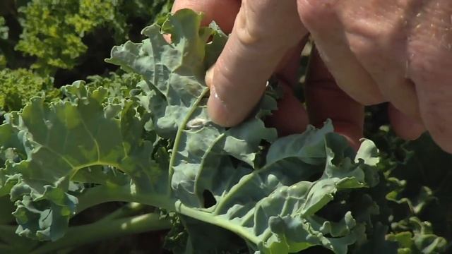 UGA Researcher Fights Pest That Can Devastate Georgia Crops