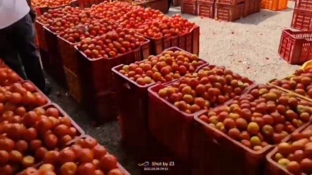28-05-24 Madanapalle Tomato Market price Today || Today Tomato Market Rate in Madanapalle #today