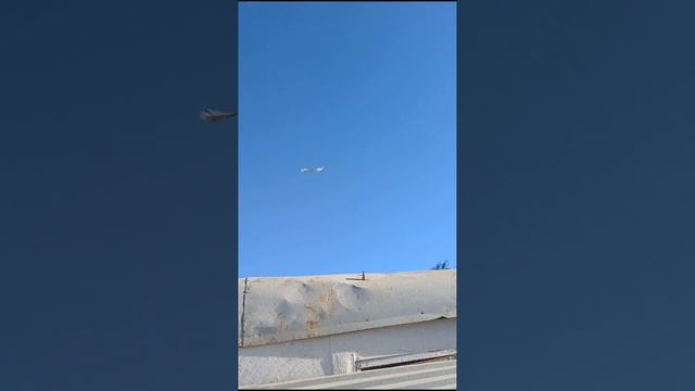 Турецкая Такла 2023г,Голуби начали свою молодую Игру.Pigeons