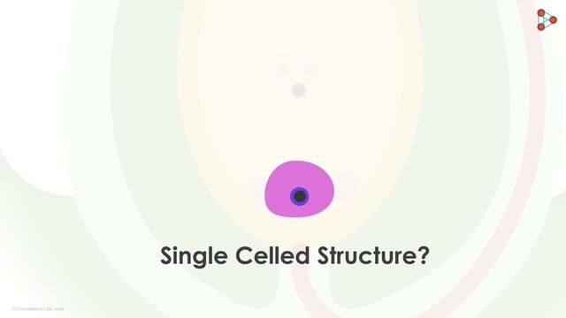 Fertilization in Flowers - in Hindi (हिंदी में )