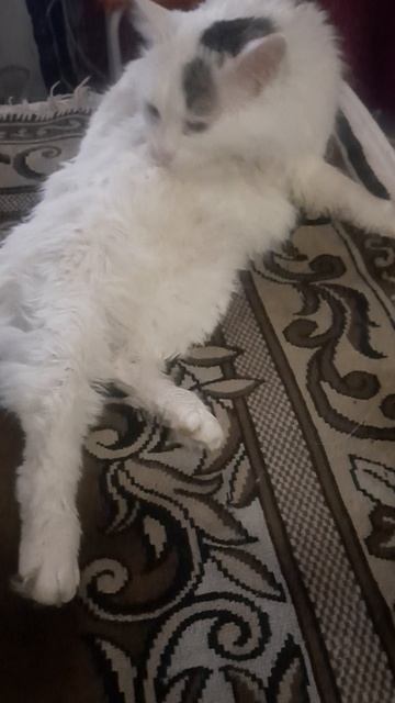 Васина весна.