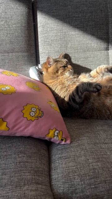 Танец кошек  🐈⬛😅