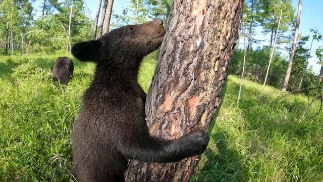 Медведица с медвежатами гуляют.