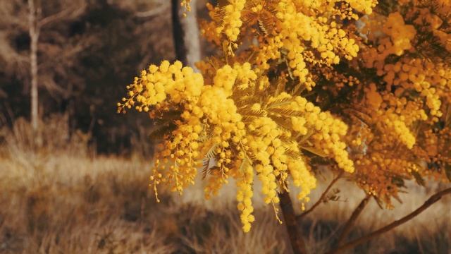 YELLOW FLOWER 4K COLOR GRADED - CANON EOS R SHORT FILM