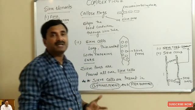 Complex Tissue (Phloem) Plant Anatomy | English Medium