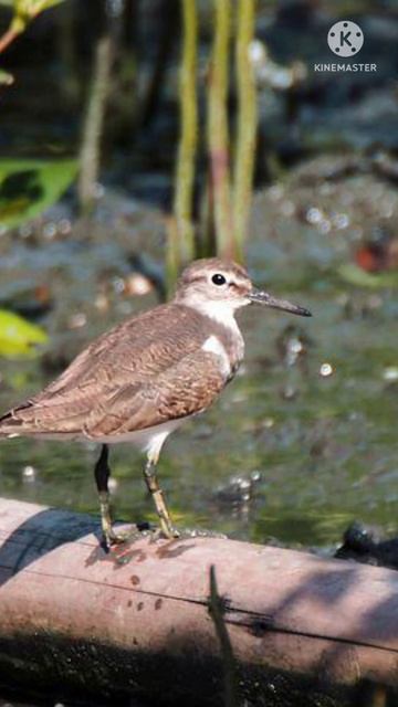 #sandpiper นกคนเป่าปี่