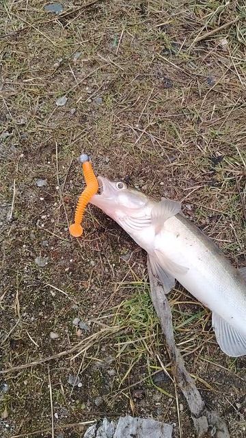 VID_20250116_143822