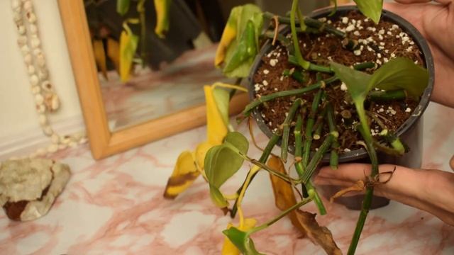 Plant and chill 🌱: propagate a dying plant (ASMR)