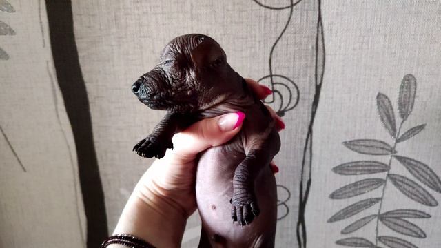 Щенки ксоло (ксолоицткуинтли): маленькие, голые и невероятно милые!" 🐕✨