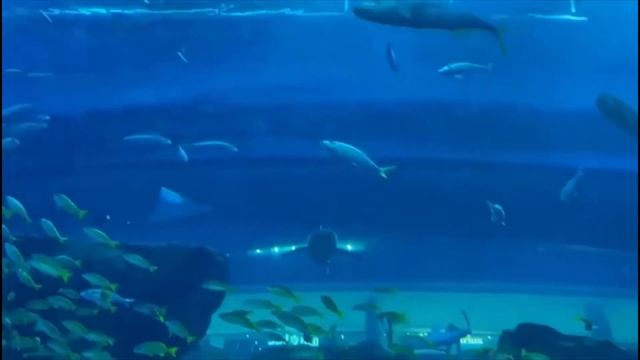 #Ehan Talia @ Dubai Aquarium.