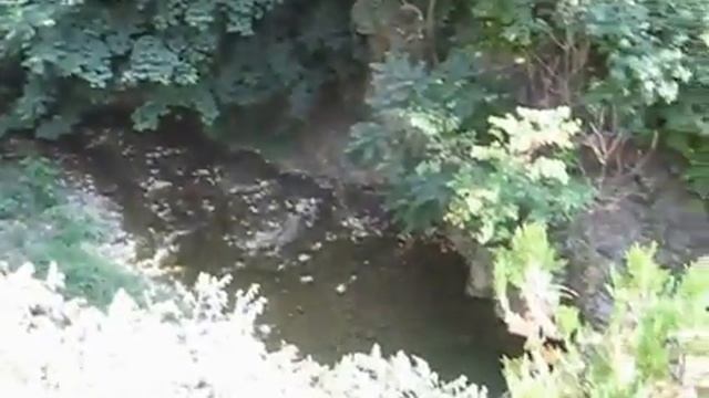 Звуки цикад в ботаническом саду  г. Тбилиси