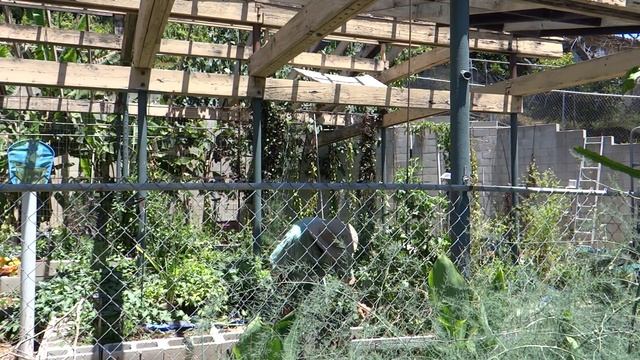 The Best CHEAP Tomato Stake Support You'll Ever Need Strong Easy Simple DIY Vertical food Gardening