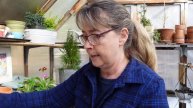 Planting Begonias