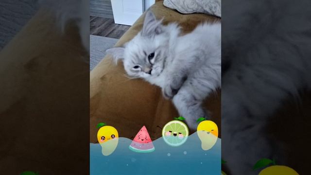 прикольные фотки с котикиком