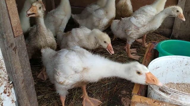 31 МАЯ  - УТКИ КОПАЮТ ЧЕРВЕЙ . ГУСИКИ С ПРИЧЕСОНОМ