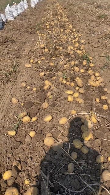 Врожай картоплі 60+тонн сорту Констанс