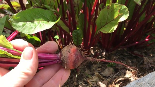 Thinning young beets | How far apart to thin beets