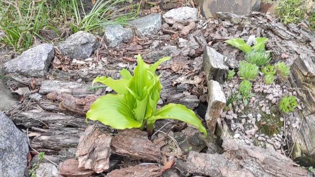 Продолжение дачной "болталки" ПРОБУЖДЕНИЕ ХОСТ ...#hosta #сорта #весна #коллекция #хоста