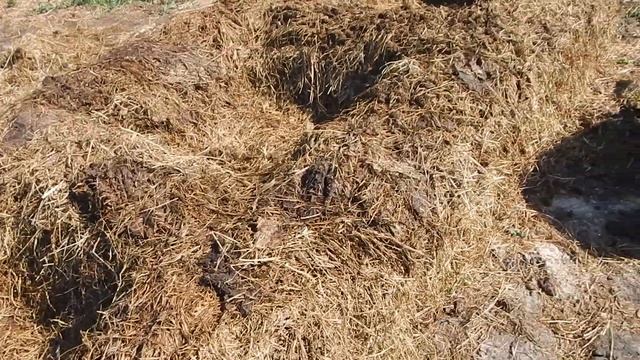 Строительство огуречной грядки, из навоза, продолжается. Часть вторая.