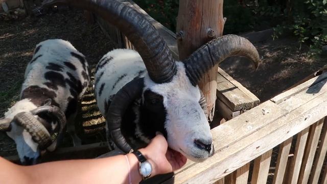 VLOG Летнее путешествие. Кормим с руки. Часть 1.