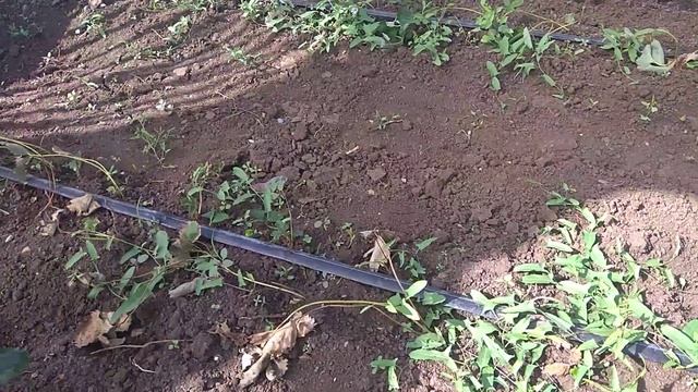 Что с произошло с клубникой через две недели после высадки...