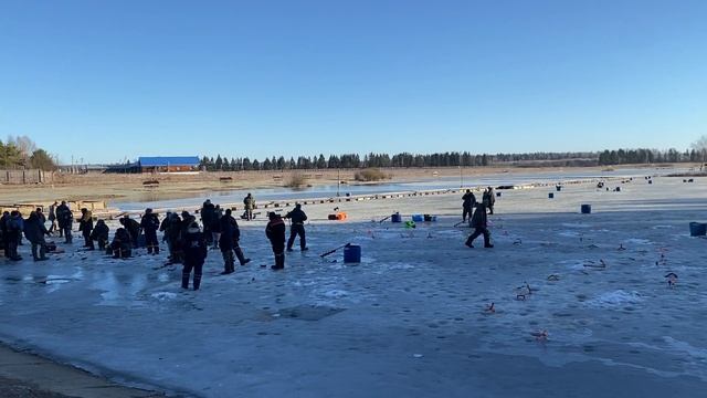 Субботний запуск форели - 115кг