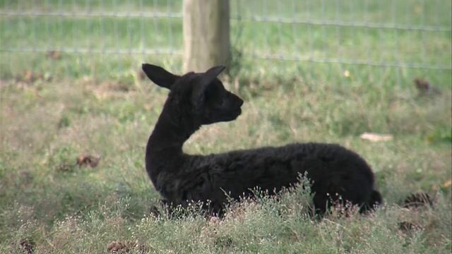 There’s a new baby in town – a baby alpaca that is