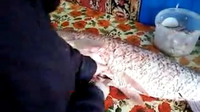 Амур икрянка