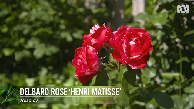 My Garden Path: Bernadine and Andrew Jones
