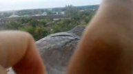 Голубь вблизи)