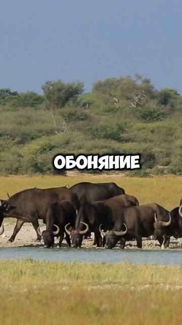 Факты о буйволах (201) #shorts #animals #факты