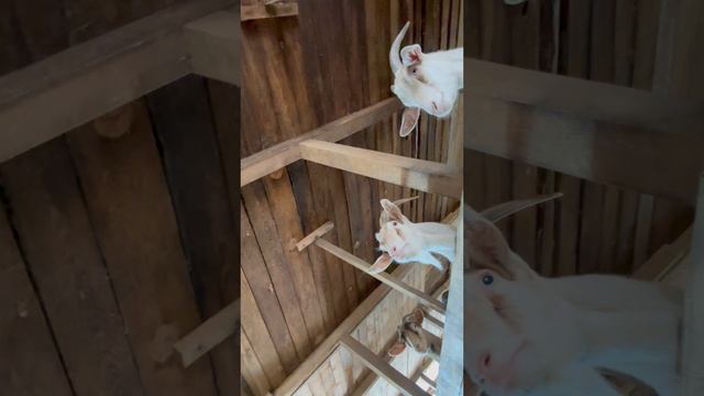 Козлиное царство