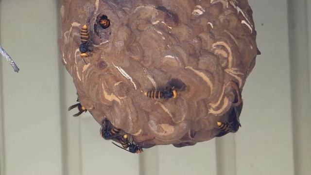 Double Ventilators on a Hornet's Nest コガタスズメバチ♀2匹同時の扇風行動