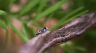 Peacock Spider 15 (Maratus ottoi)