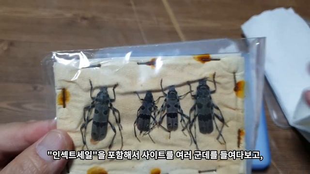 [진 파브르]  Rosalia alpina!! 20200206