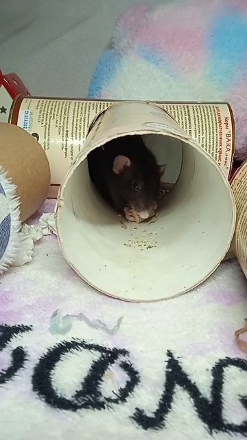 Крыска Рей кушает пенечек #rat #крыса #крыски #реки #dearfriend #animals #shortvideo #shortsvideo