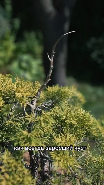 Обзор бонсай из можжевельника. #бонсай #bonsai #ниваки #сад #андрейдарусенков #хвойные