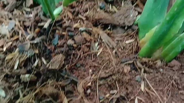 EP :1 Monstera Secret Soil Mixture . || Unpot series