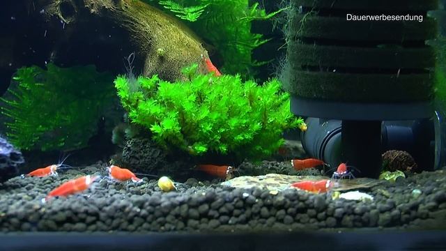 Wie hält man Zwerggarnelen und wie vermehrt man die Garnelen im Aquarium. Viele Fakten und Theorie