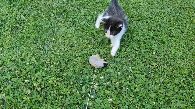 So funny cat! Подобрали с улицы замечательного котёнка. Не знаем возраст котёнка. Котенок очень
