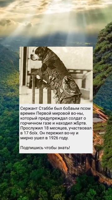 Собака лучший друг человека..