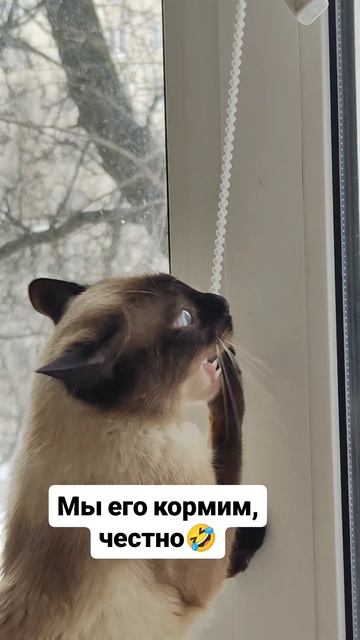 Мы его кормим, честно 🤣